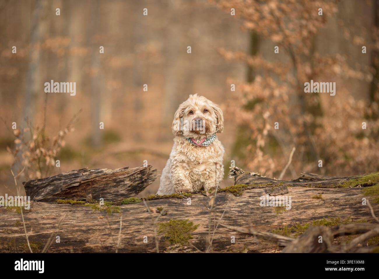 Havanese sits on log in autumn forest Stock Photo