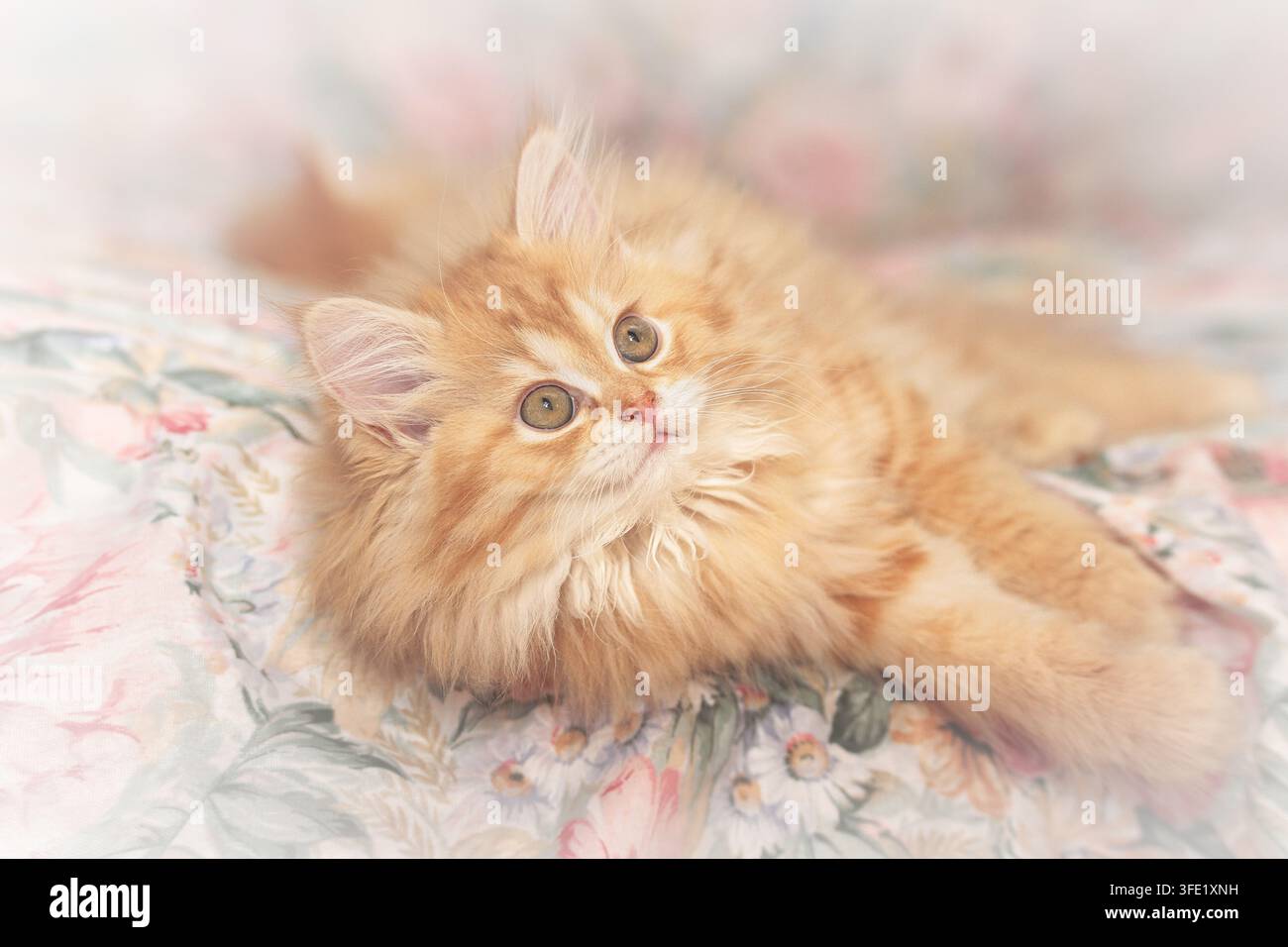 Ginger kitten lying on blanket hi-res stock photography and images