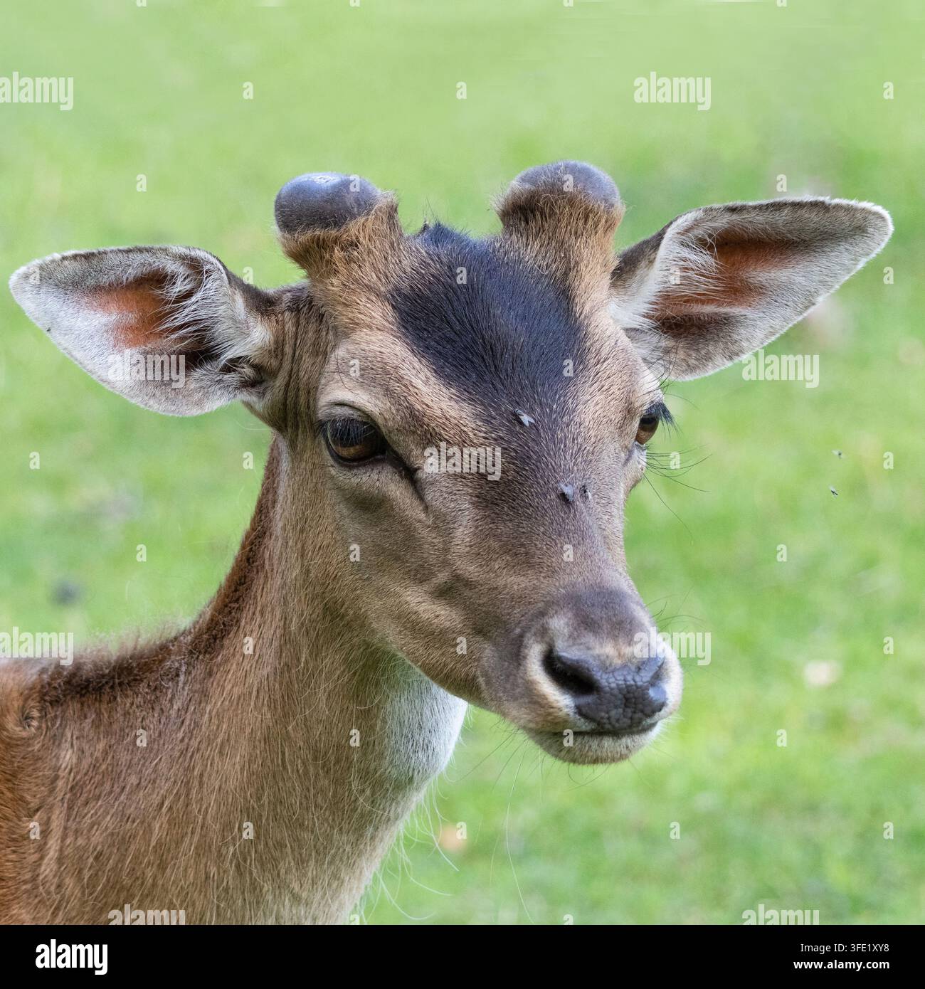 Young male deer portrait into the grass, Quebec, Canada Stock
