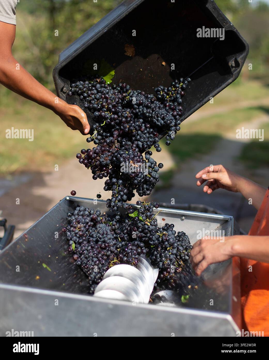 Two workers pouring grape in grape squezzing machine Stock Photo