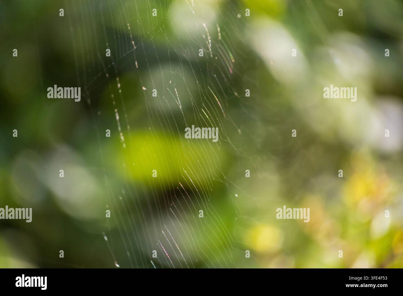 Delicate spider web threads catching backlight against a green bokeh background Stock Photo
