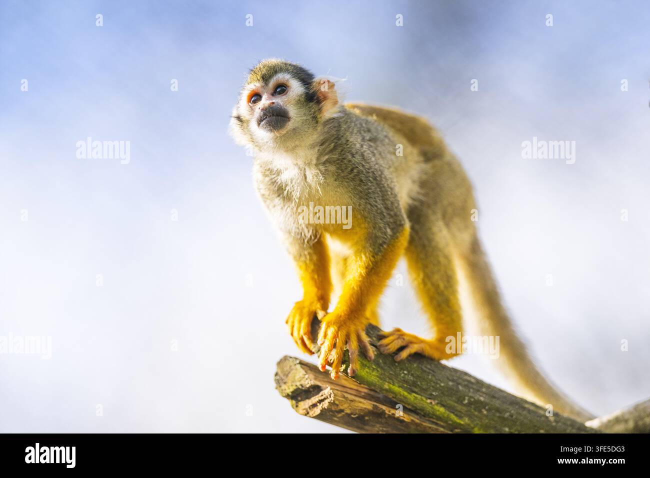 Squirrel Monkey perched on branch Stock Photo