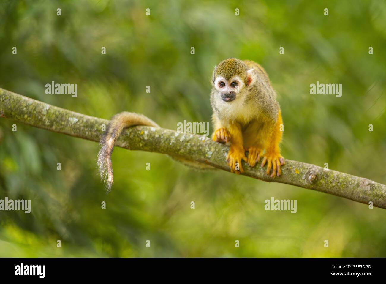 squirrel monkey perched on branch in jungle Stock Photo