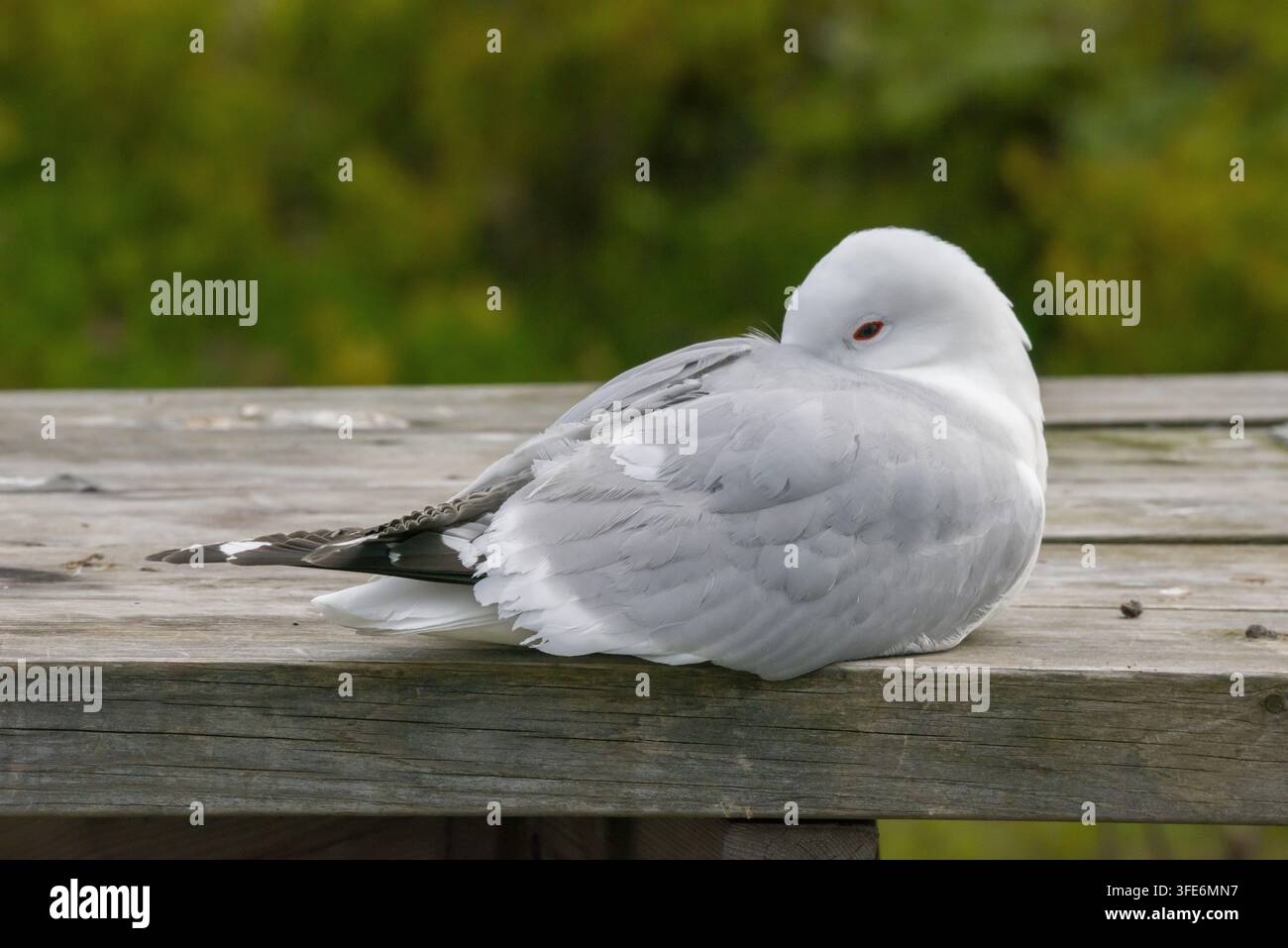 mew gull Stock Photo