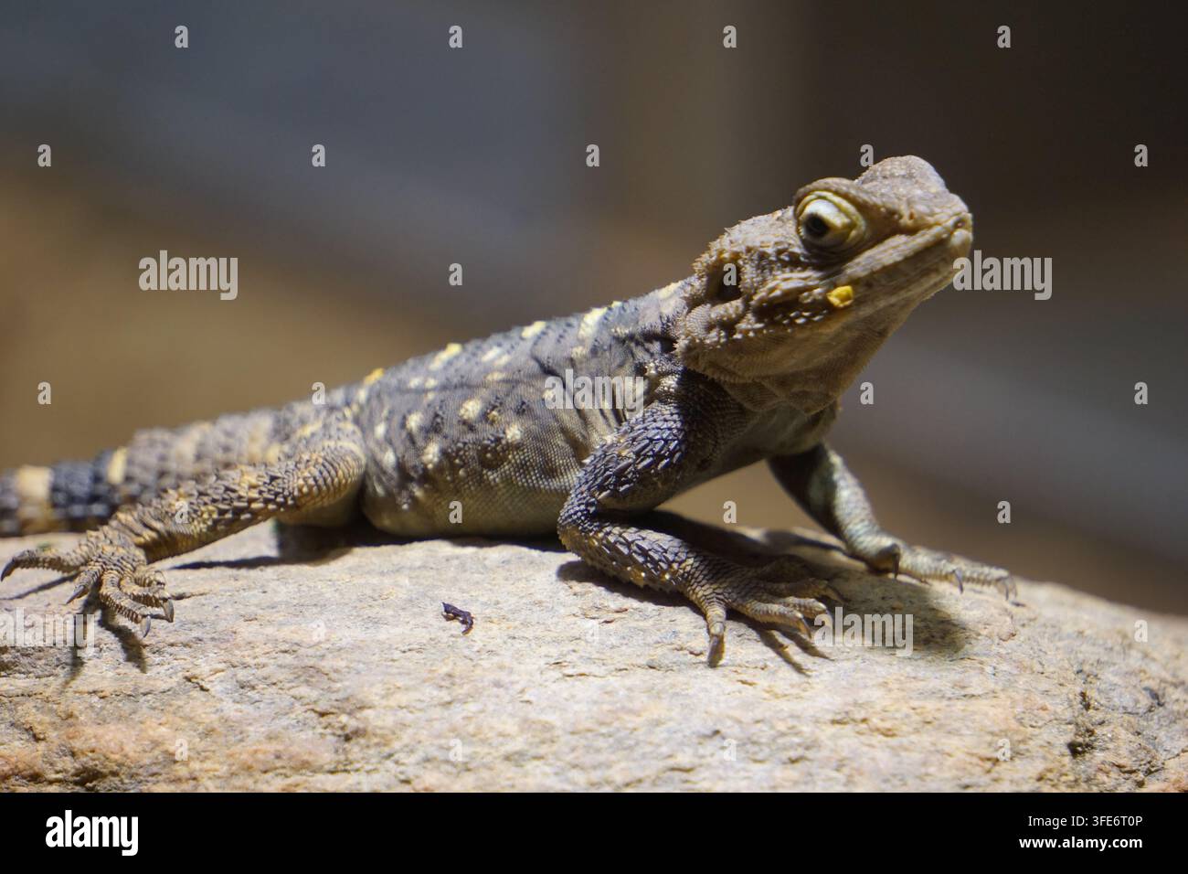 Roughttail rock agama hi-res stock photography and images - Alamy
