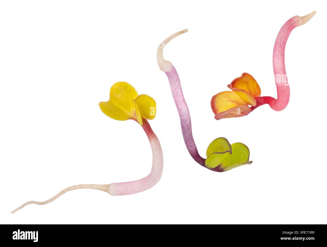 Falling radish sprouts isolated on white background Stock Photo