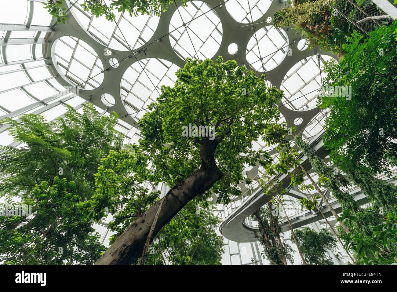 Lush trees grow inside a futuristic glass dome structure at a botanical garden in Shanghai Stock Photo
