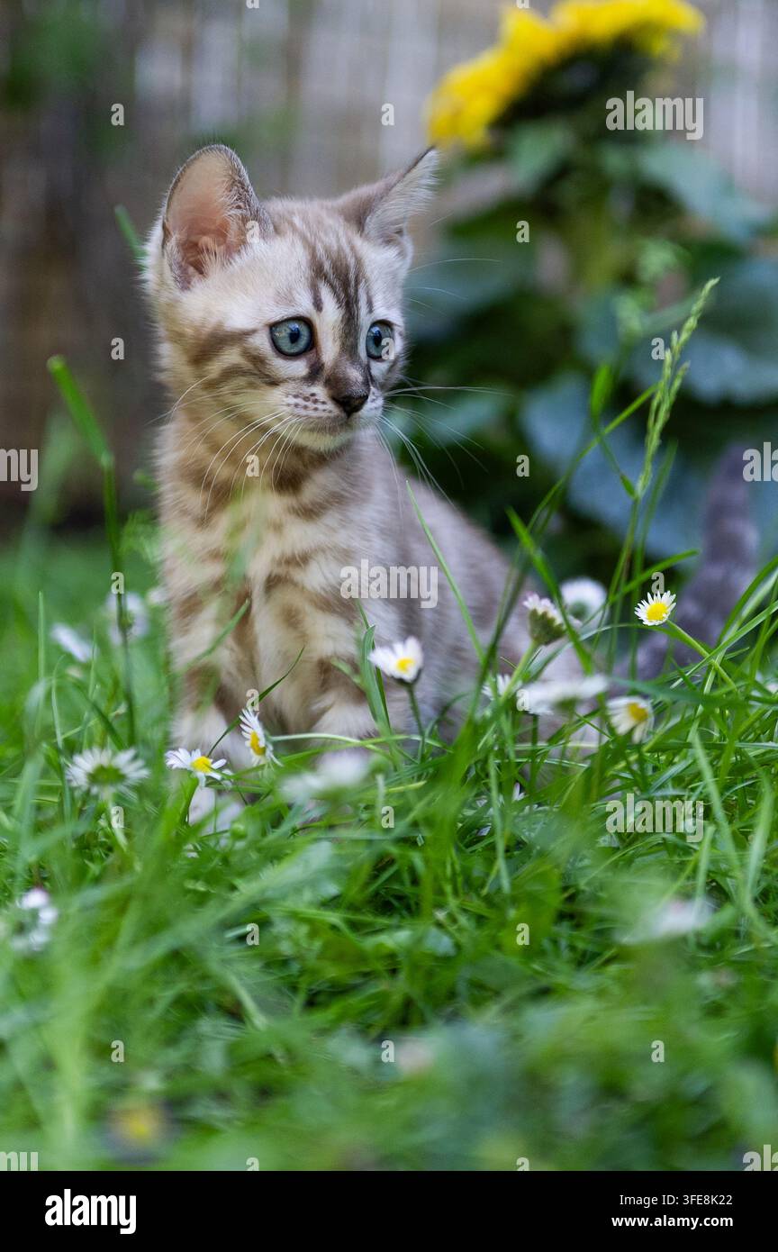 Bengal kitten Stock Photo