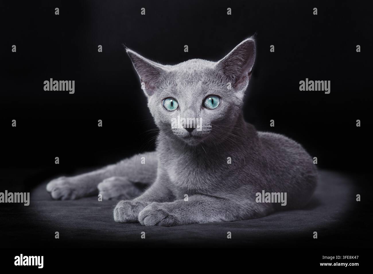 Russian Blue kitten lying and looking at camera Stock Photo