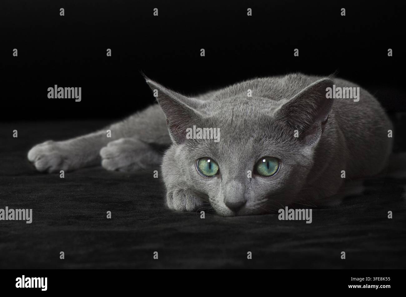 Russian Blue kitten lying and looking directly Stock Photo