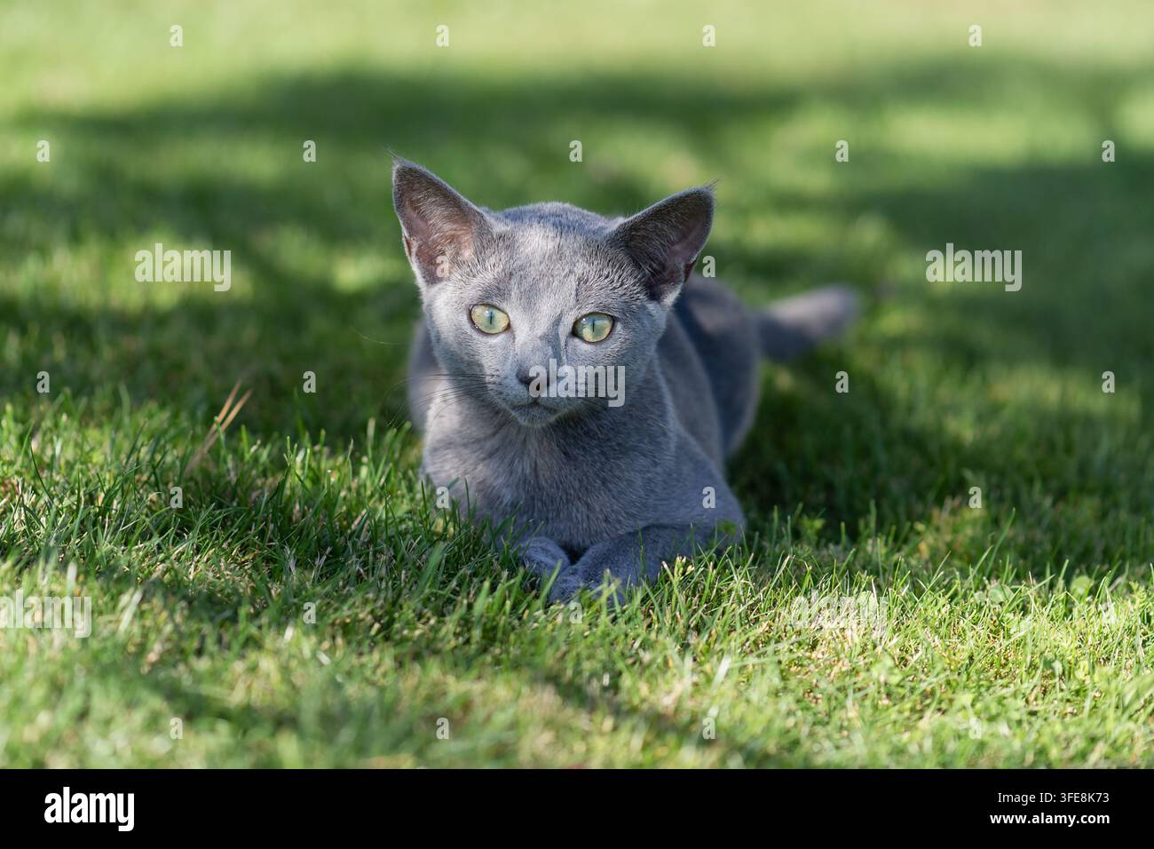 Russian Blue cat lying in green grass Stock Photo