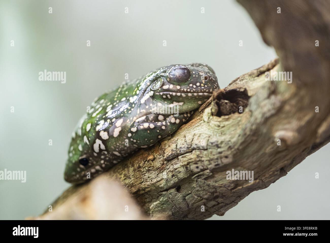Australian green tree frog Stock Photo