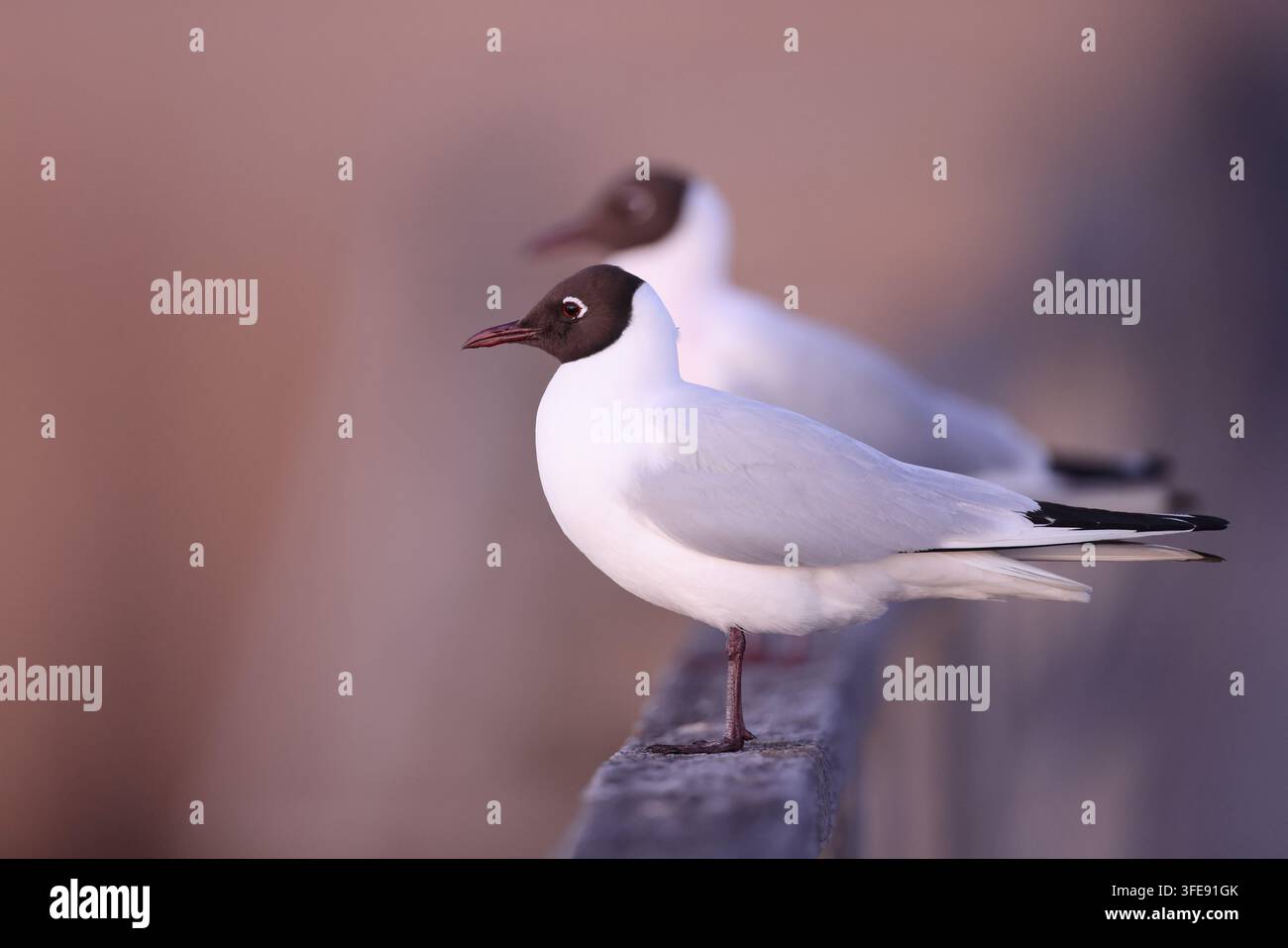 two Common Black-headed Gulls perched on wooden railing Stock Photo