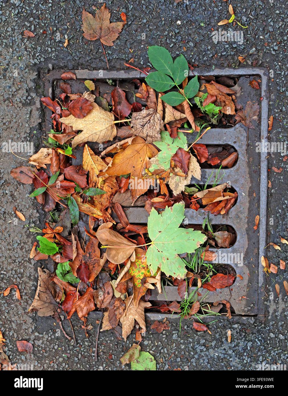 Blocked street drain filled with autumn leaves, highlighting drainage maintenance pressures as heavier rainfall raises flash-flood risks. Stock Photo