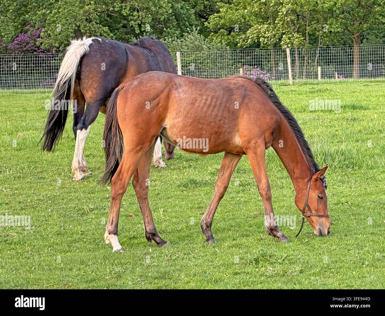 2 horses grazing in a green field during summer in rural England, UK-Bay foal grazes in a green pasture beside an adult horse, illustrating rural life Stock Photo