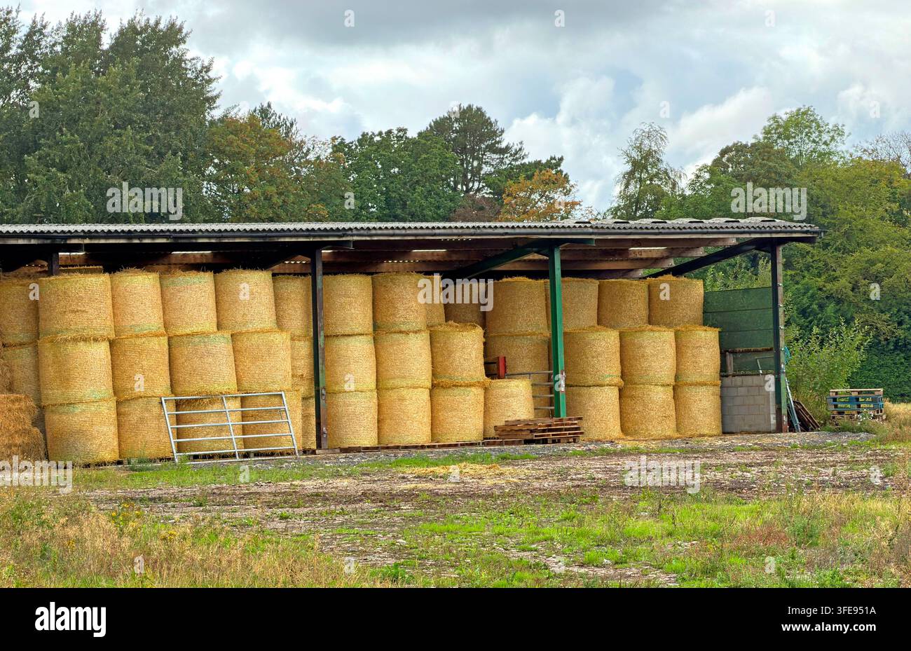 Straw bales in Cheshire in early autumn 2026, illustrating farming pressures after drought, poor grass growth and concerns over winter forage Stock Photo