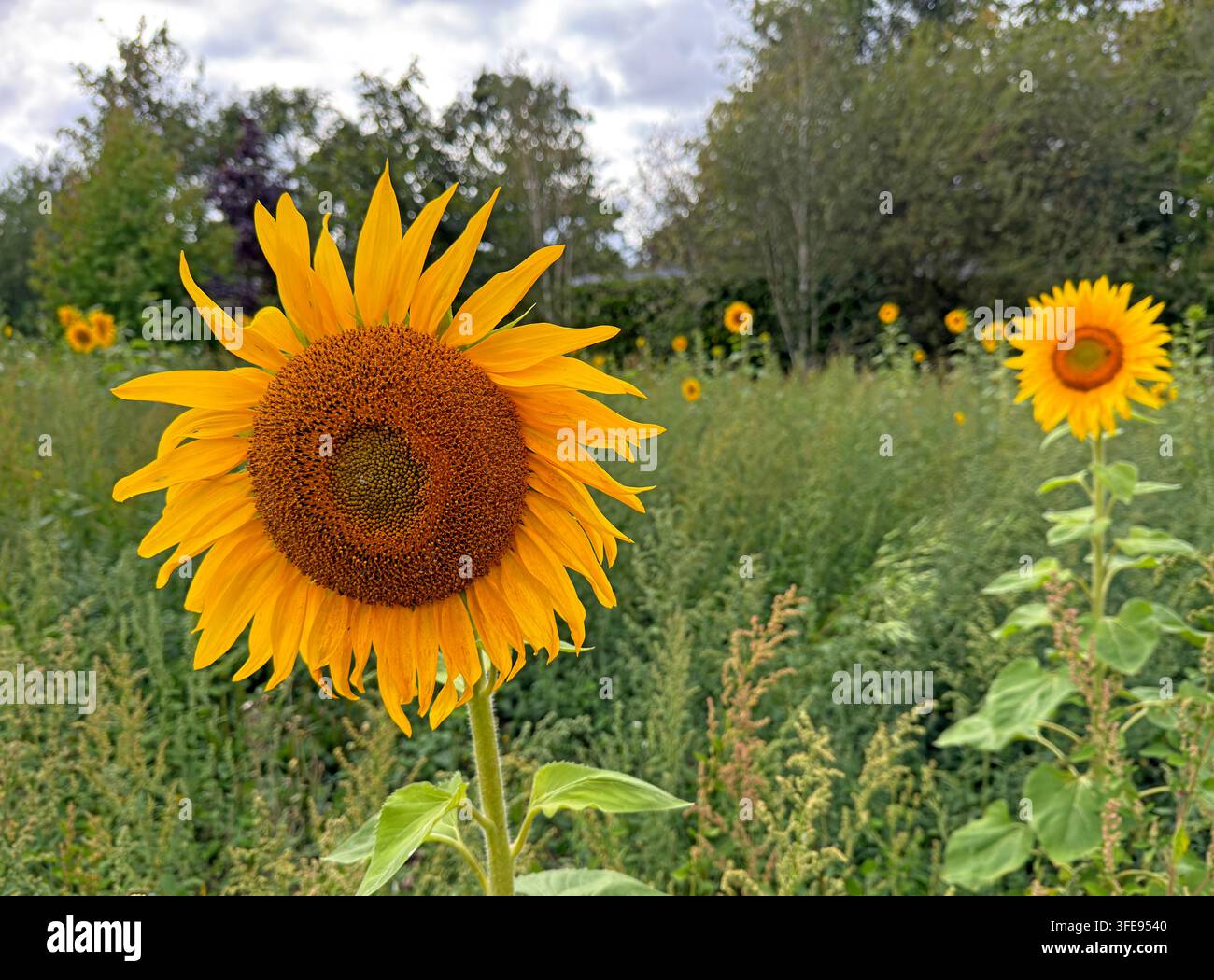 Sunflowers flowering in a field near Lymm, Cheshire, England, UK, during summer. Stock Photo
