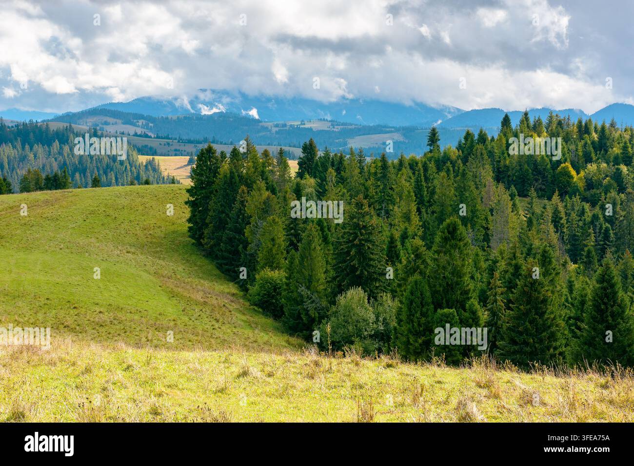 mountain landscape of ukraine with spruce forest. rural valley of podobovets in the distance. cloudy sky. serotinal background for carpathian countrys Stock Photo