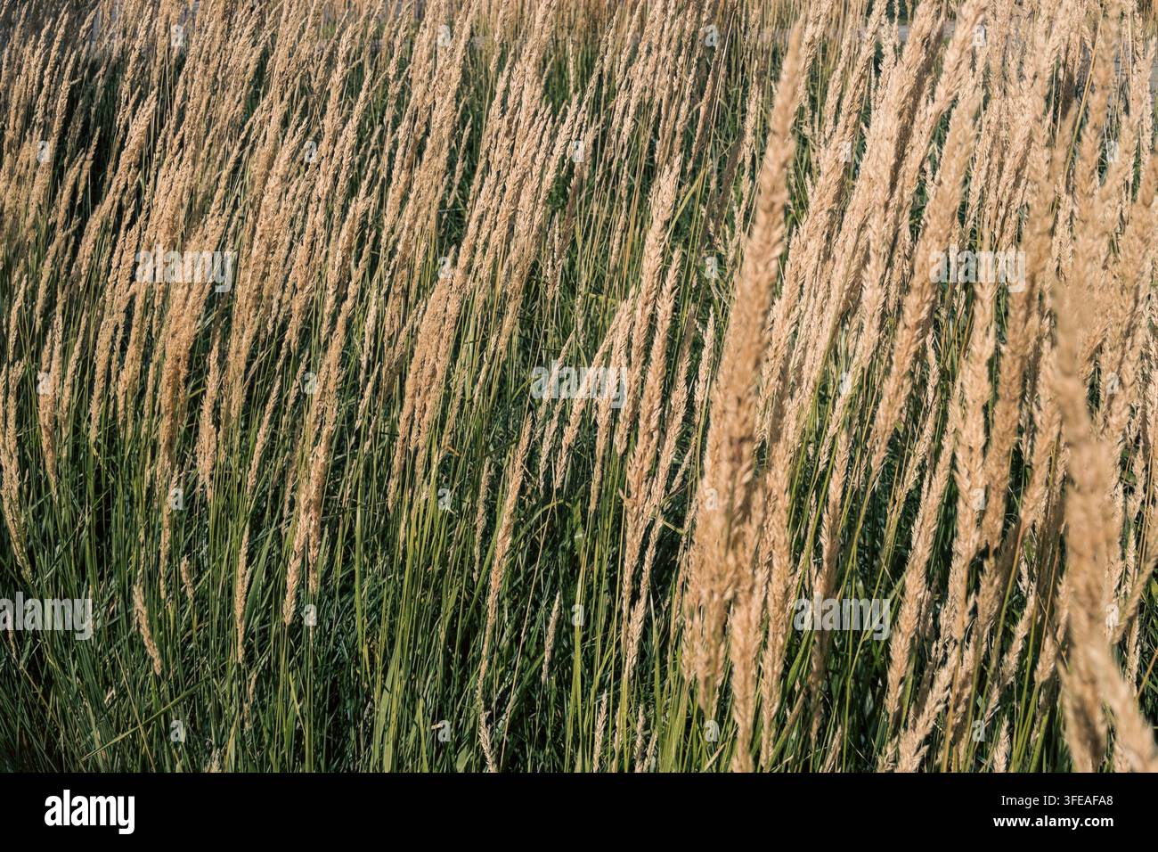 Golden calamagrostis feather reed grass seed heads swaying in summer meadow - Smartphone Captured Stock Image