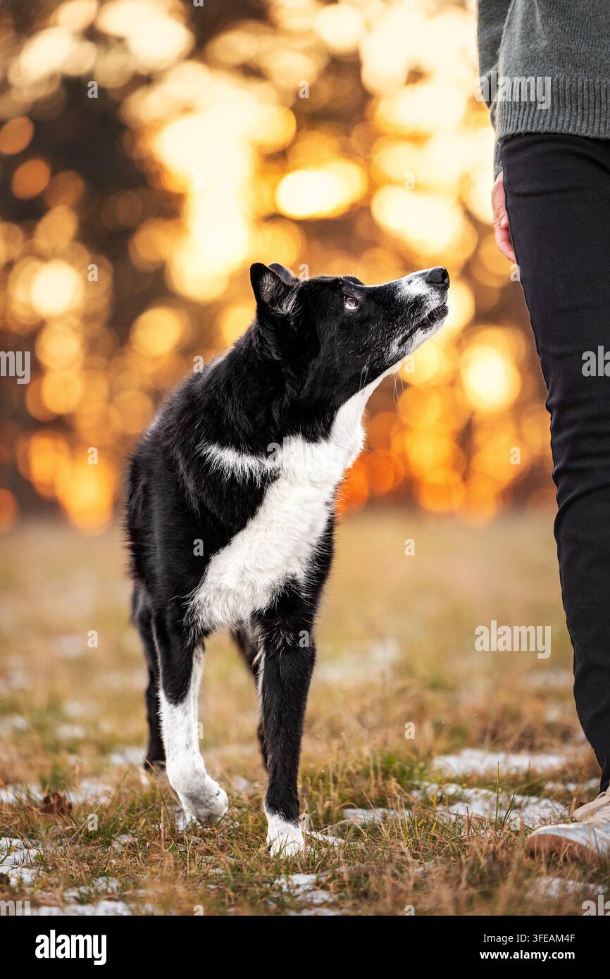 Border Collie looking up in winter Stock Photo