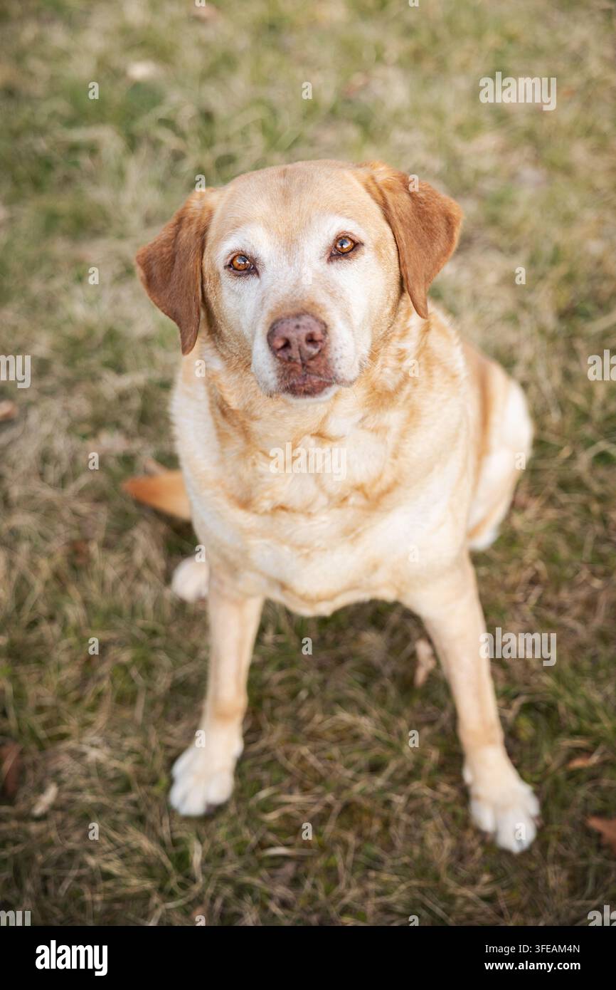 Yellow Labrador Retriever sits on meadow Stock Photo