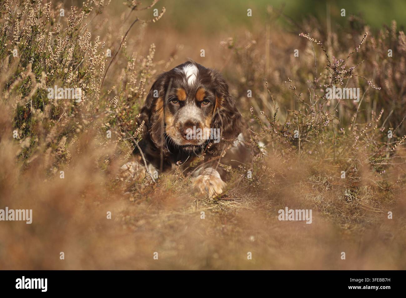 English Cocker Spaniel Puppy Stock Photo