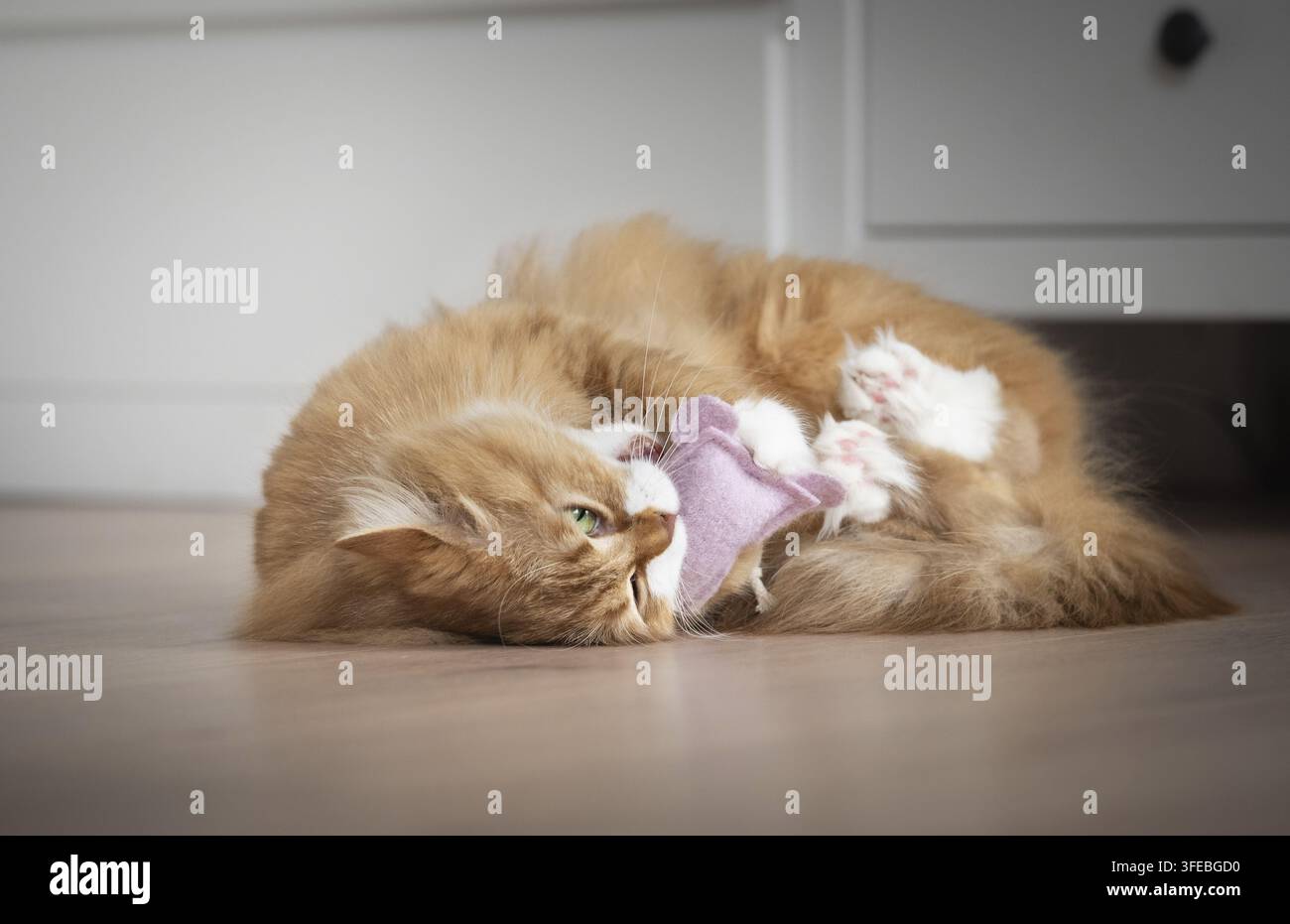 German longhair cat Stock Photo