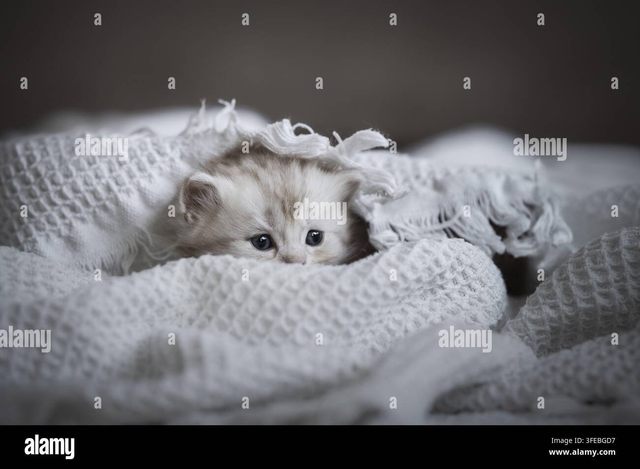 German longhair cat Stock Photo