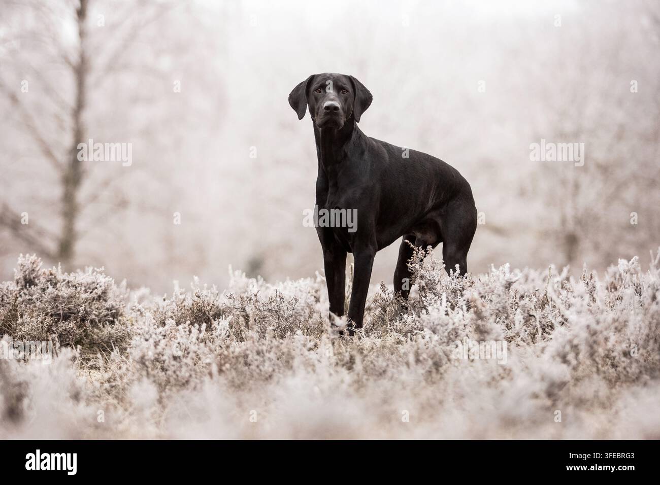 Doberman-Mongrel stands in wintry heathland Stock Photo