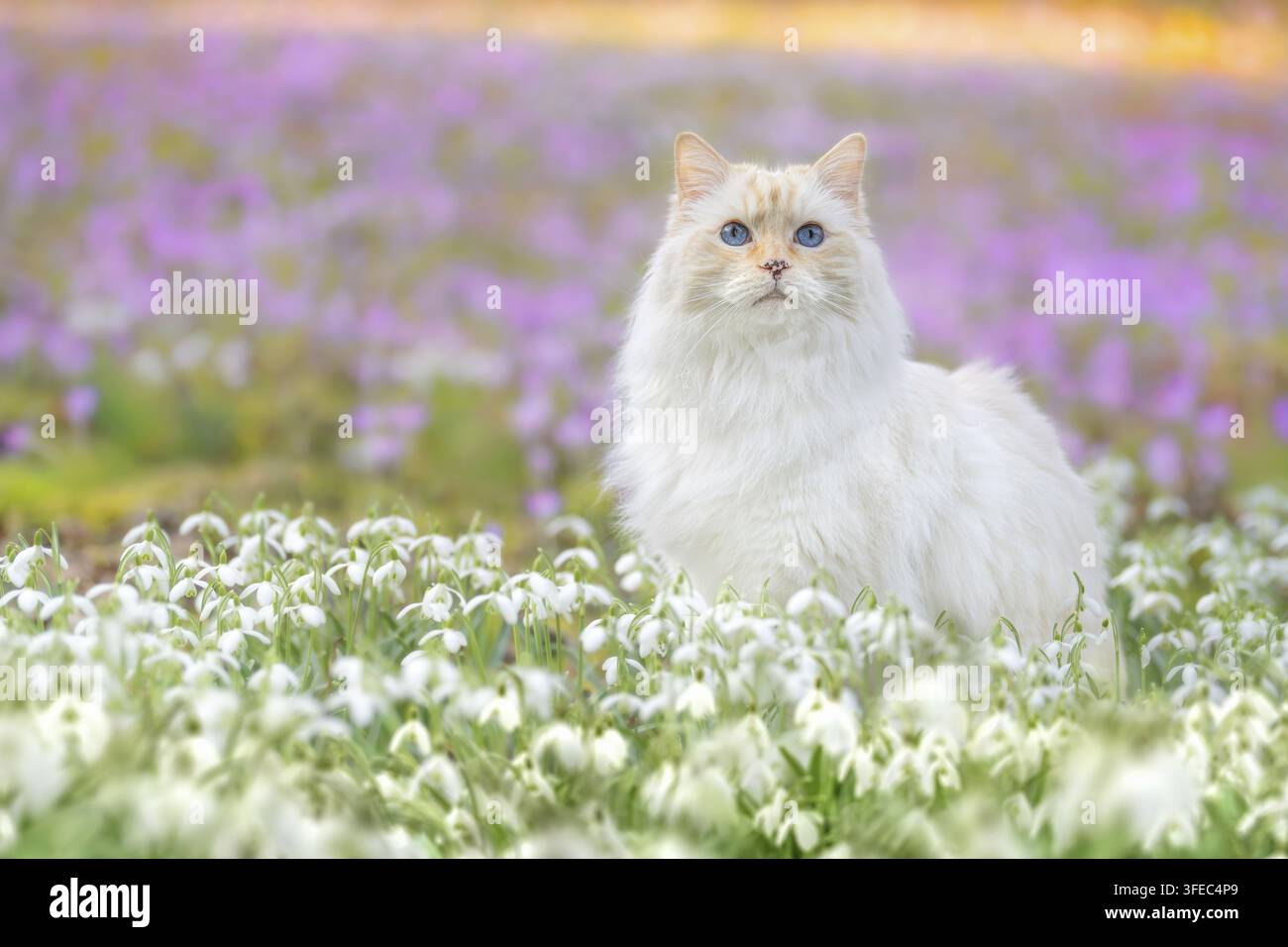 Ragdoll cat sitting in a flower field Stock Photo