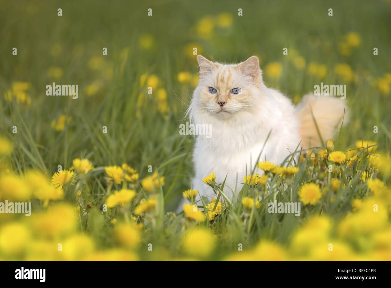 Ragdoll cat sitting in a dandelion field Stock Photo