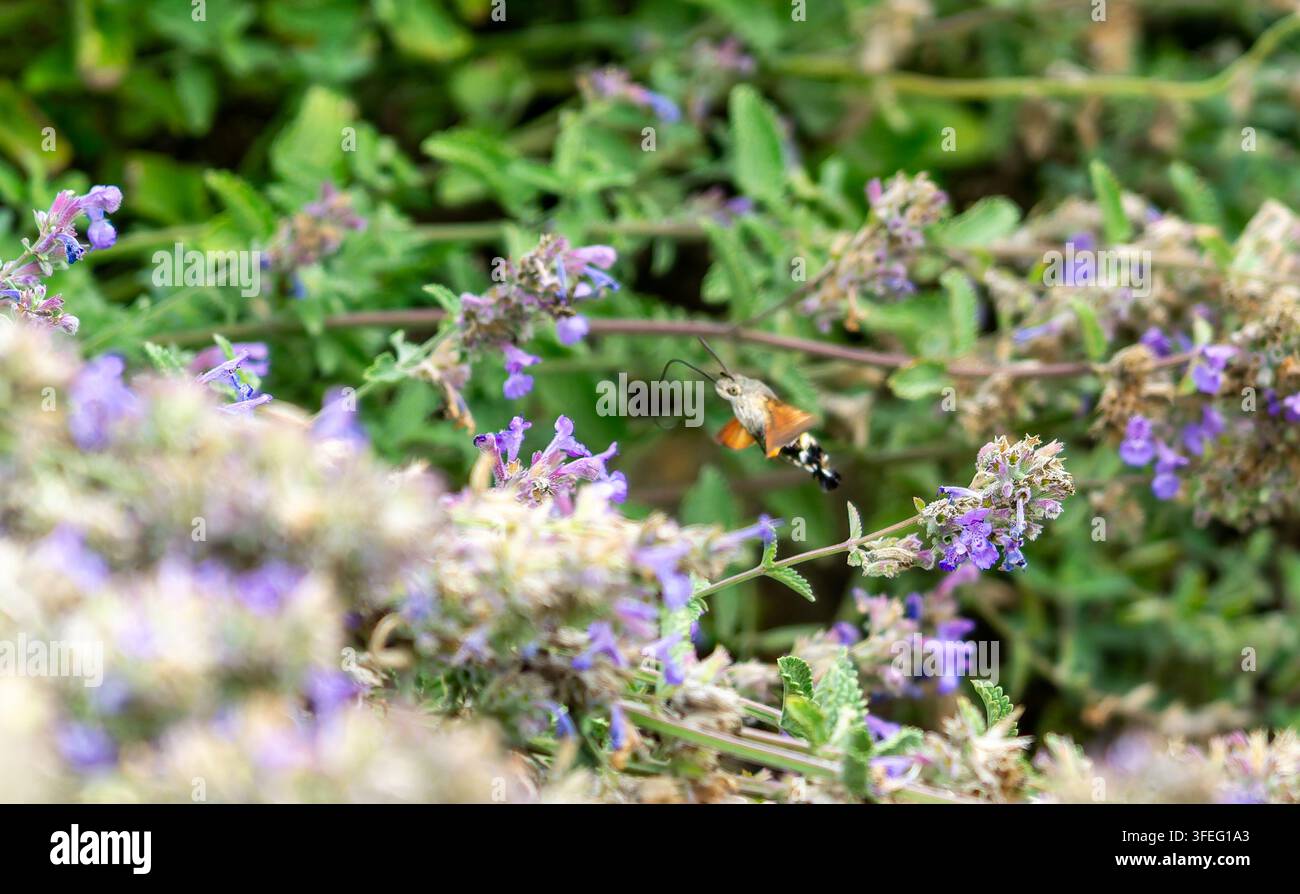 hummingbird hawk-moth (Macroglossum stellatarum) is a remarkable day ...