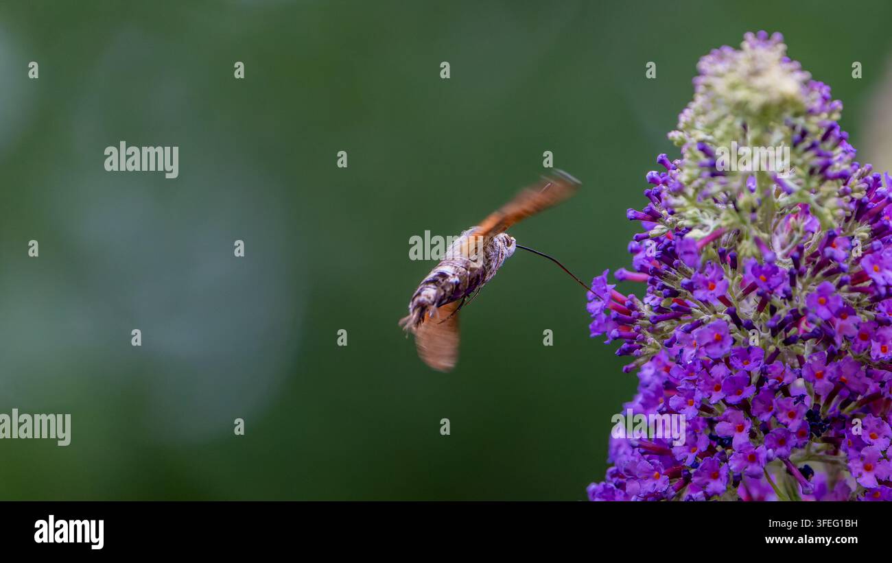 hummingbird hawk-moth (Macroglossum stellatarum) hovering to feed on a ...