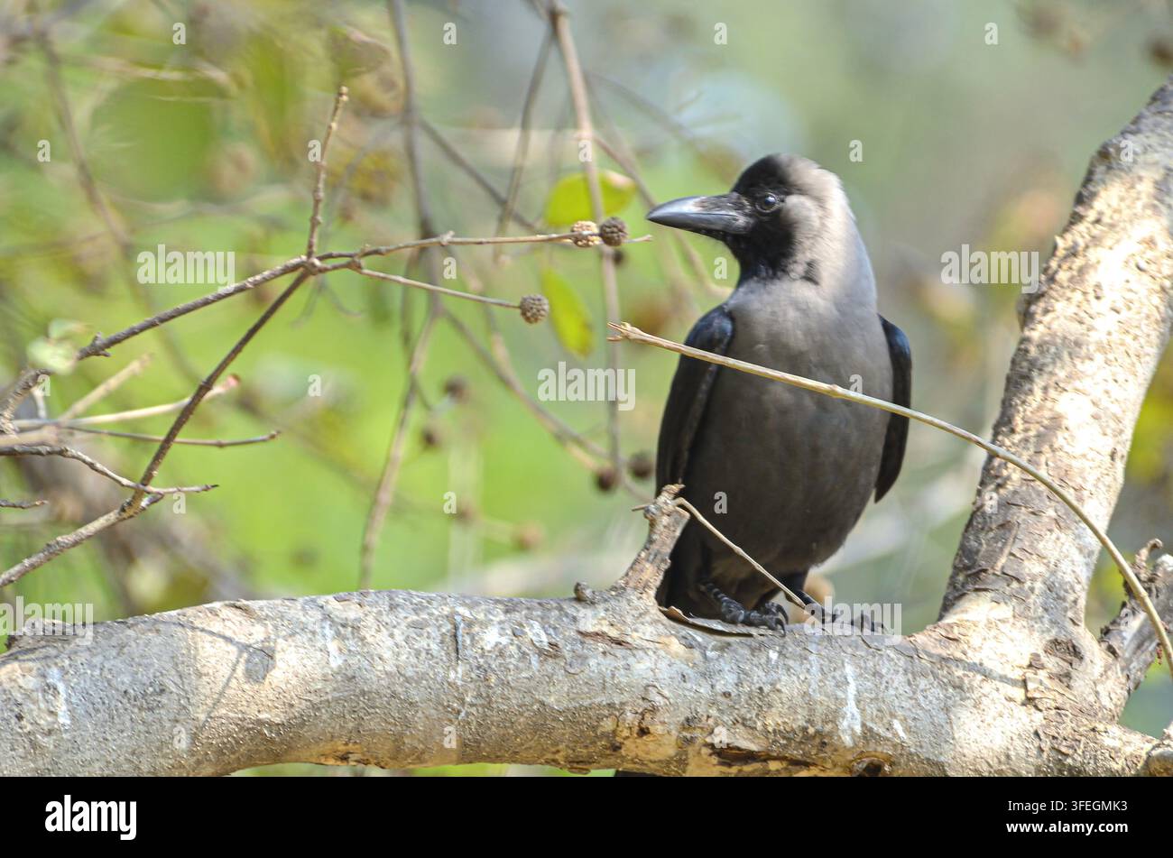 House crow perched on branch. Stock Photo