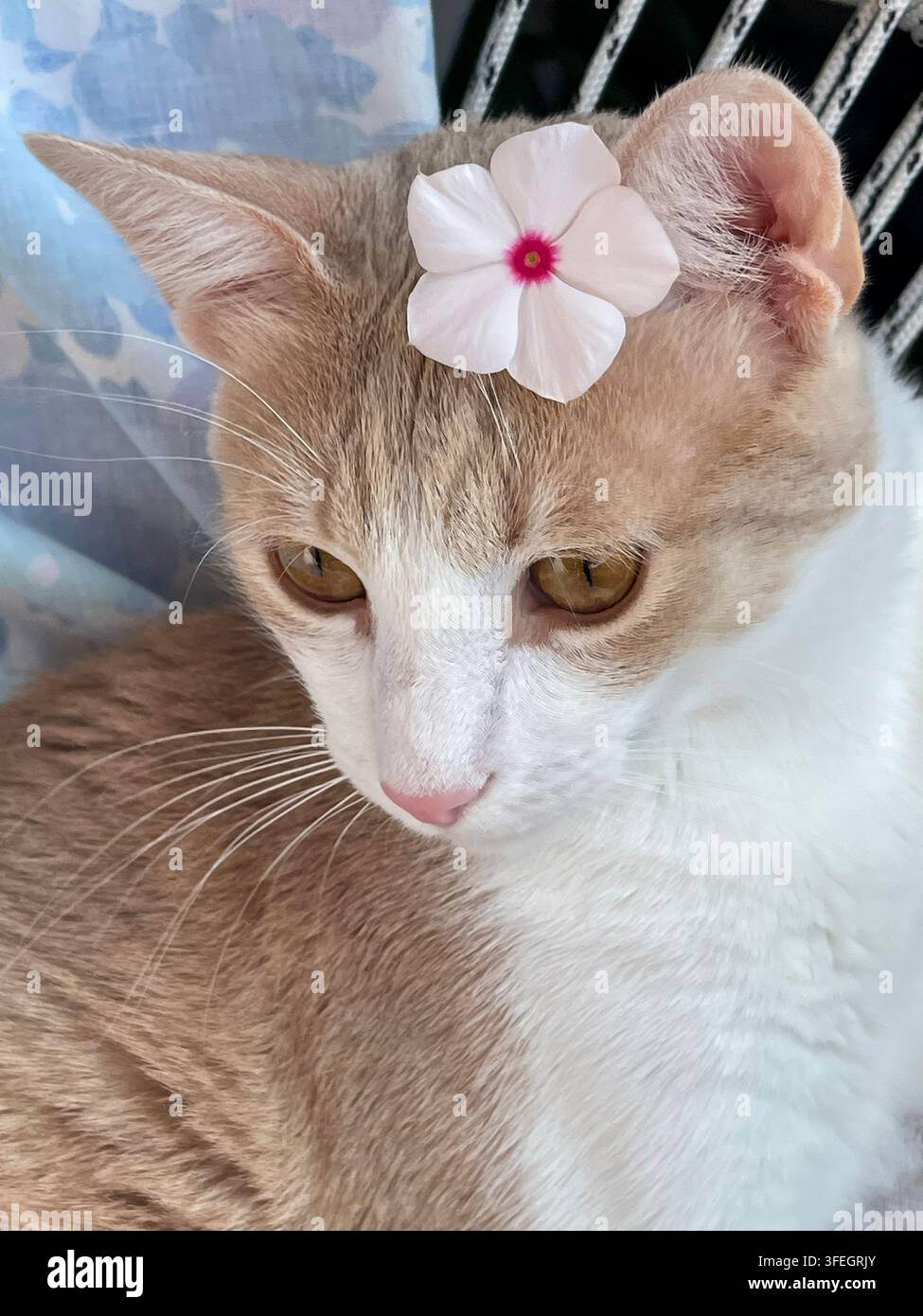 Adorable cat with a flower beside its face, creating a playful and charming pet portrait. - Smartphone Captured Stock Image