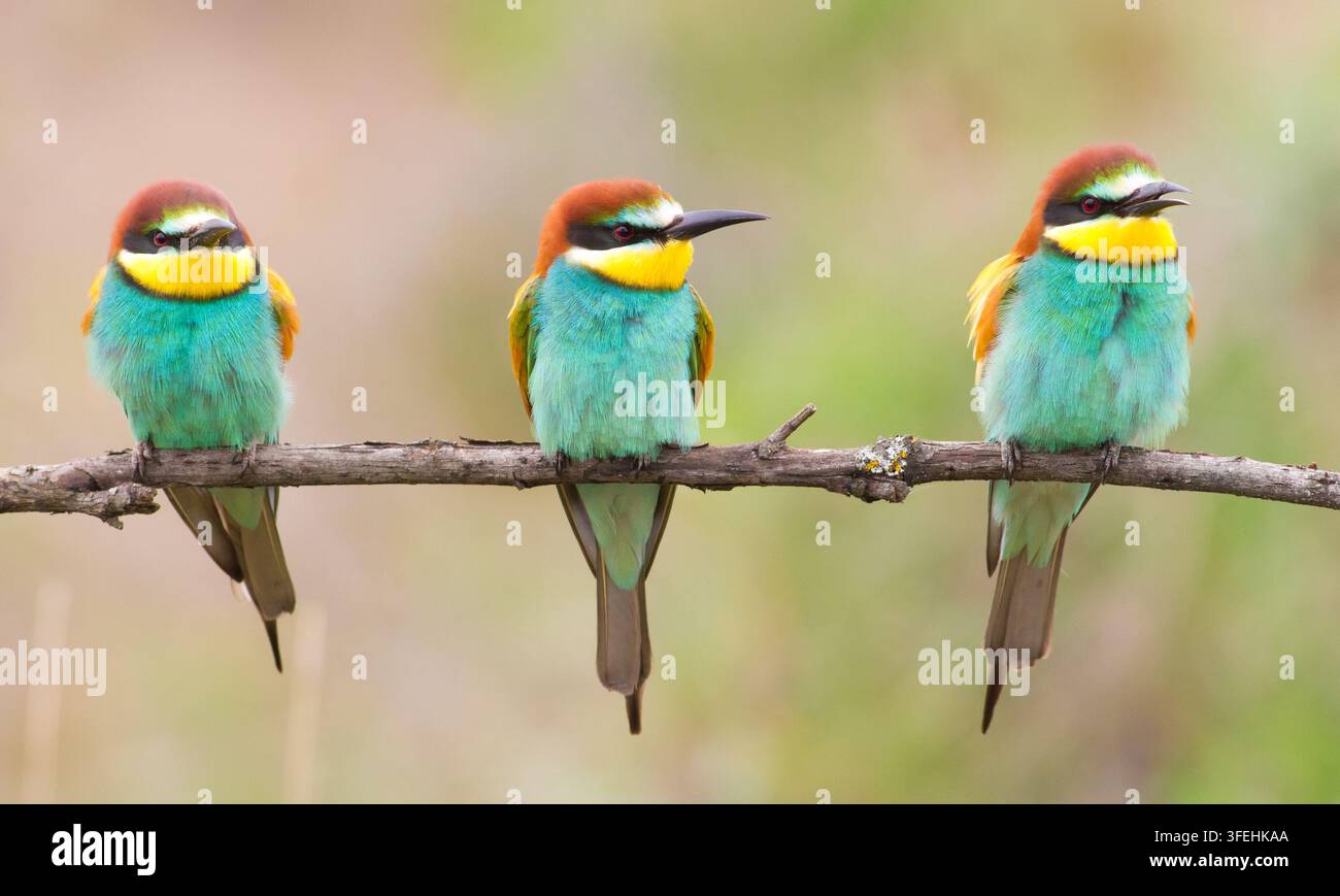Сommon bee-eater, Merops apiaster. Three beautiful birds sit on a thin branch Stock Photo