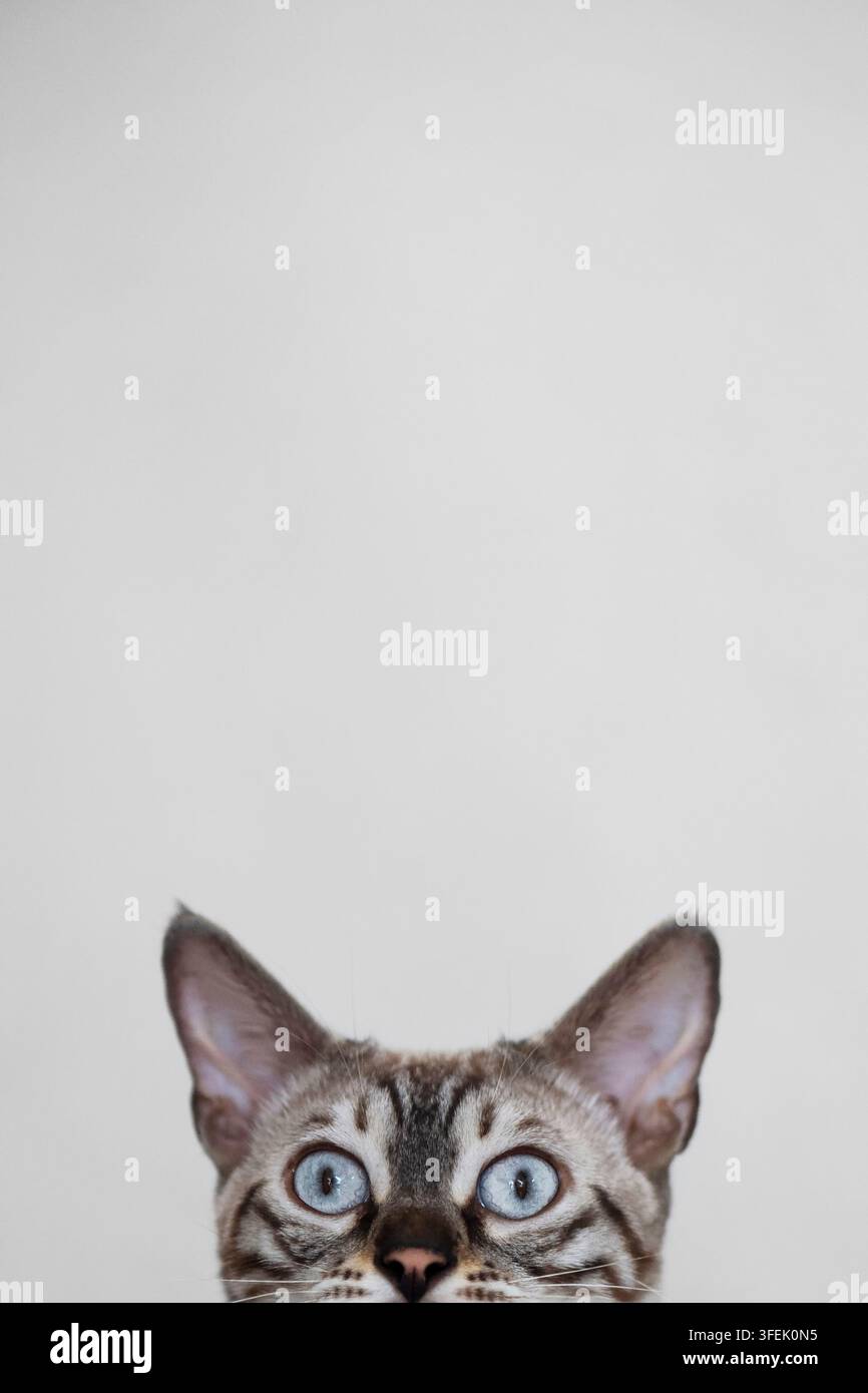 A Bengal cat peeks curiously over the edge Stock Photo
