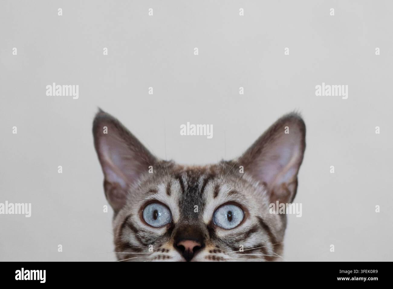 A Bengal cat peeks curiously over the edge Stock Photo