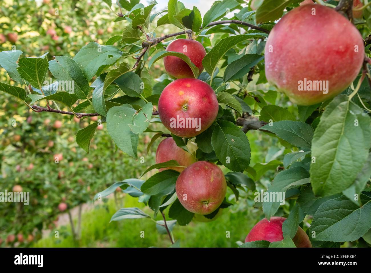 Red Ripe Apples on Tree in Orchard Stock Photo