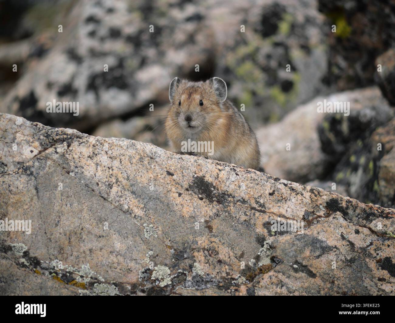 American pika (Ochotona princeps) looking forward from rocky talus on Mount Audubon Trail, Colorado Rocky Mountains, in early September. Stock Photo