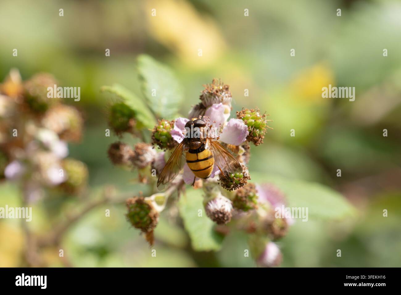 Mimic natural habitat hi-res stock photography and images - Alamy