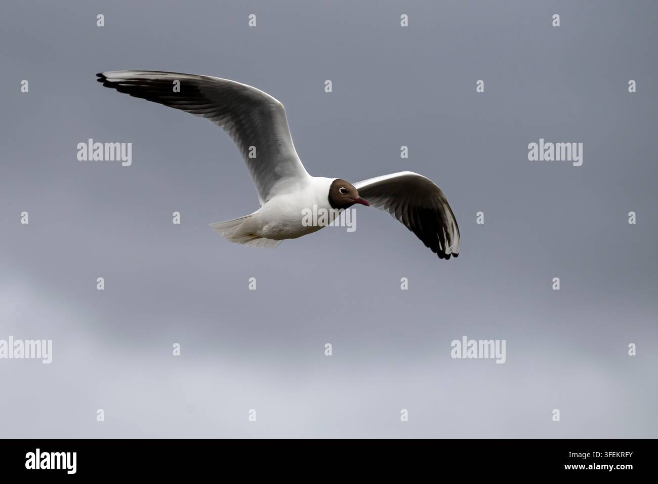 Black-headed gull - Chroicocephalus ridibundus Stock Photo