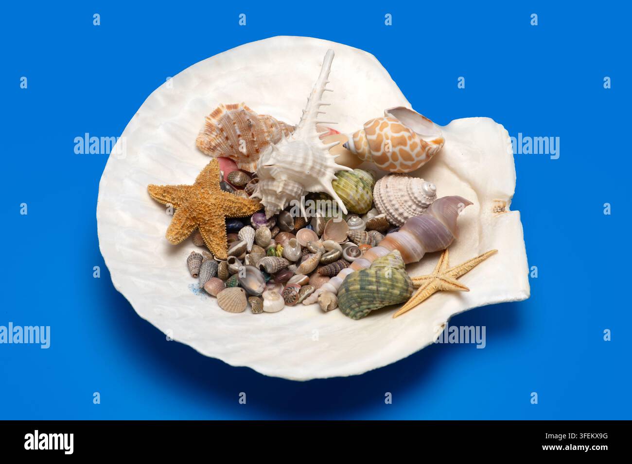 Shell beach tropical scene. Summer marine shell background. Minimal isolated shell composition. Decorative texture shell concept. Stock Photo