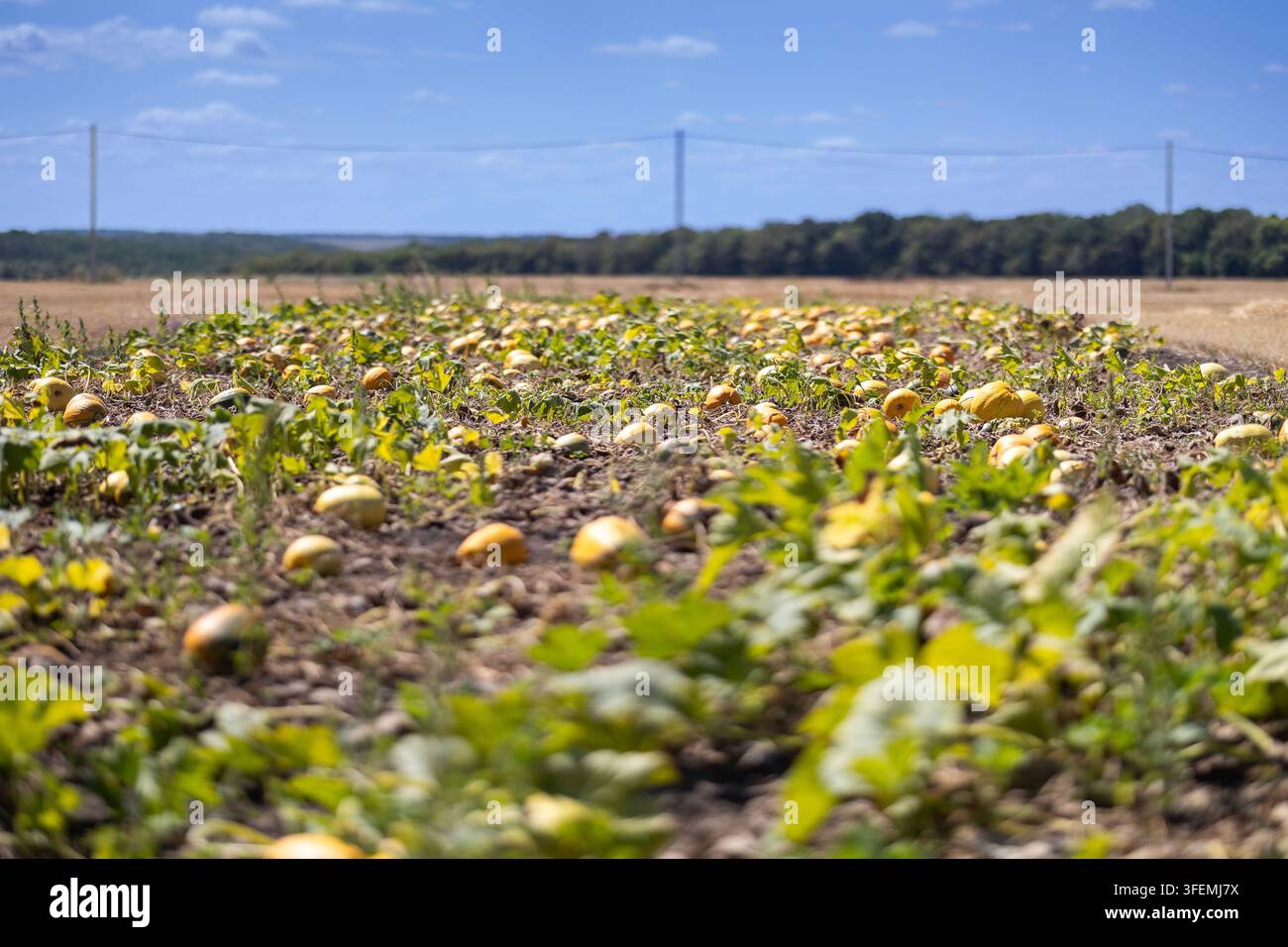 Ripe pumpkins on field Stock Photo