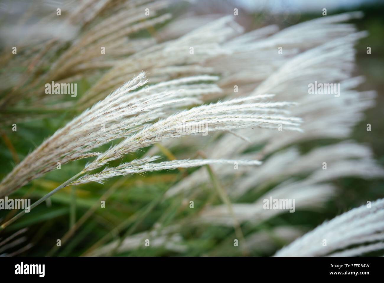 Chinese silver grass seed heads sway among green leaves in soft autumn garden close-up view Stock Photo