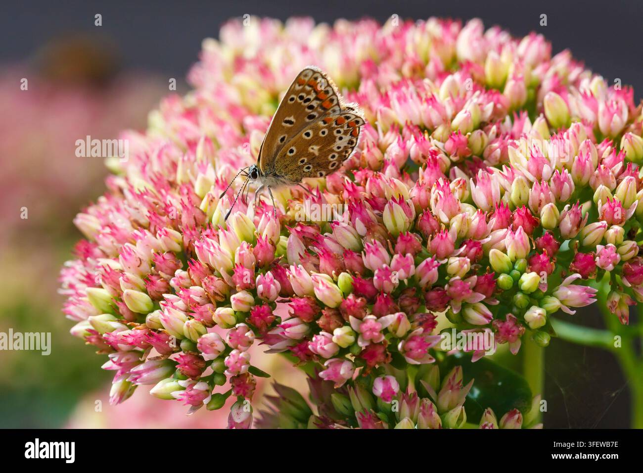 - 1 import static Images High Quality Grahic Bournemouth, Dorset UK. 5th September 2026. Butterflies make the most ...