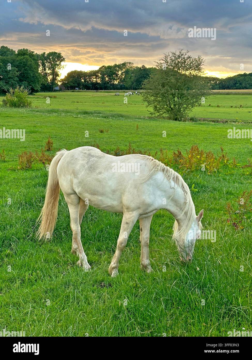 White horse grazing in a Cheshire field at sunset, with hedgerows and a dramatic evening sky over the English countryside. Stock Photo