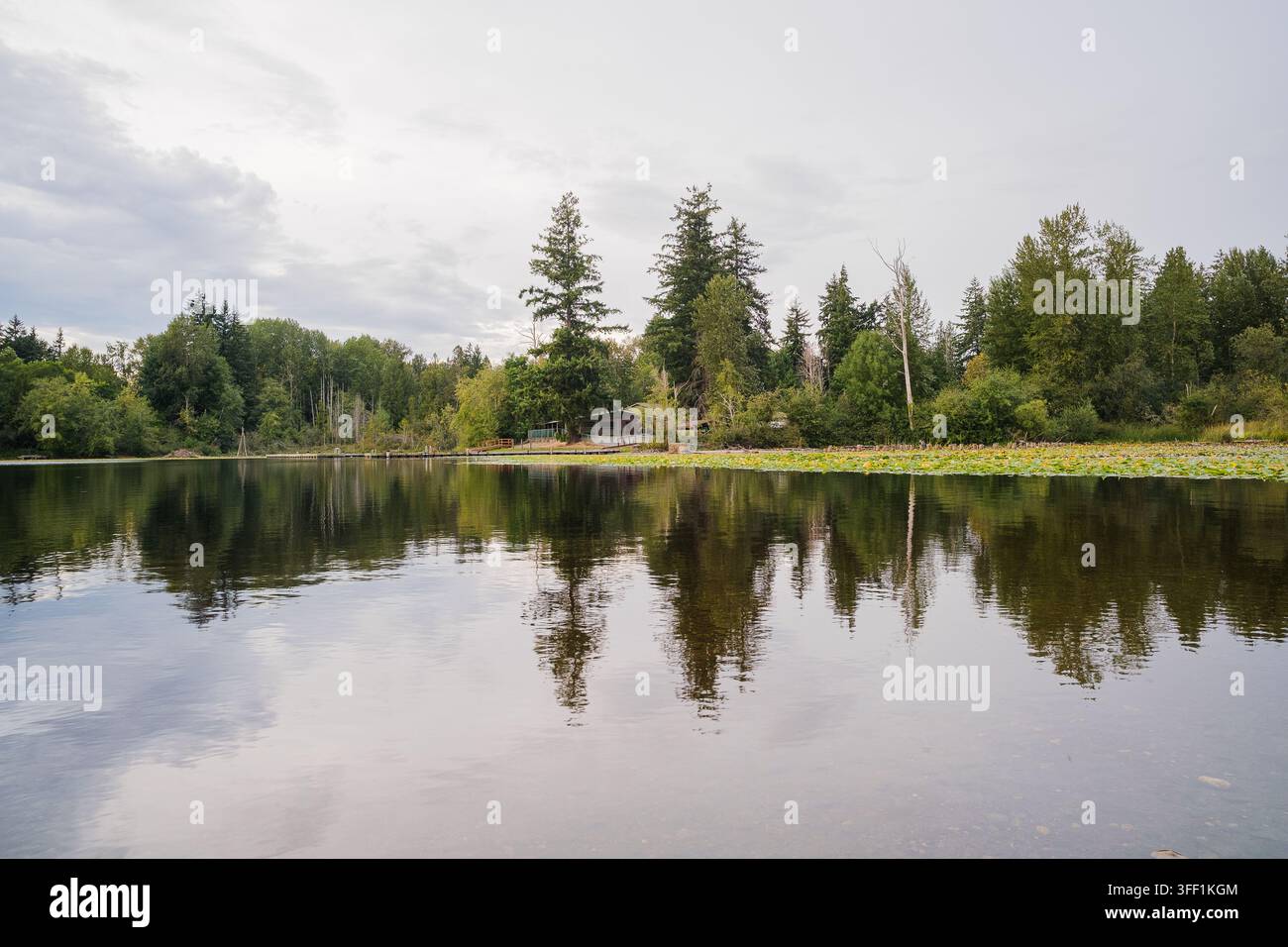 A peaceful lake reflecting tall evergreen trees on the shore under a cloudy sky. Stock Photo