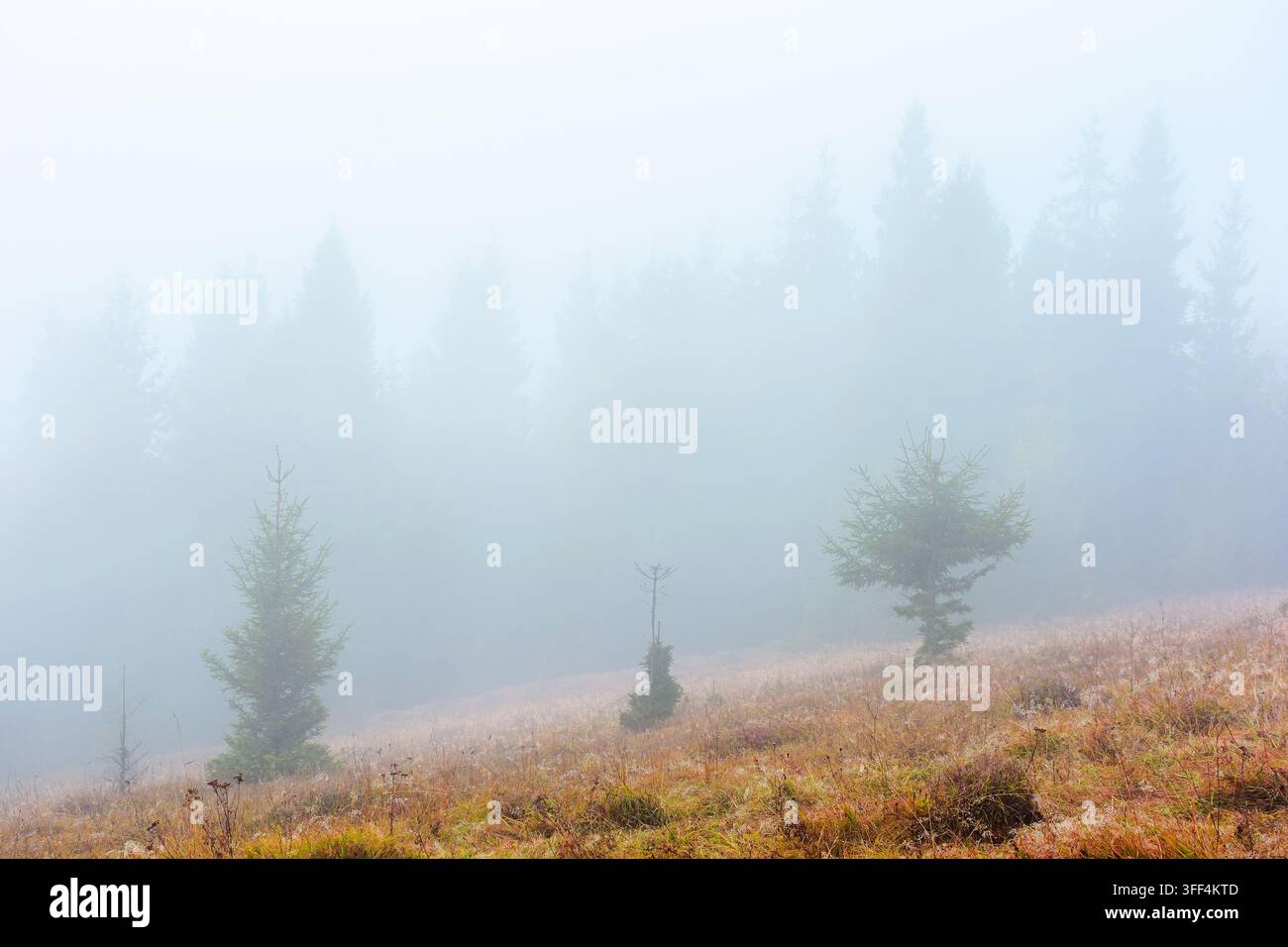 fir trees on a meadow down the will to coniferous forest in foggy mountains of Ukraine. mysterious nature background with overcast sky Stock Photo