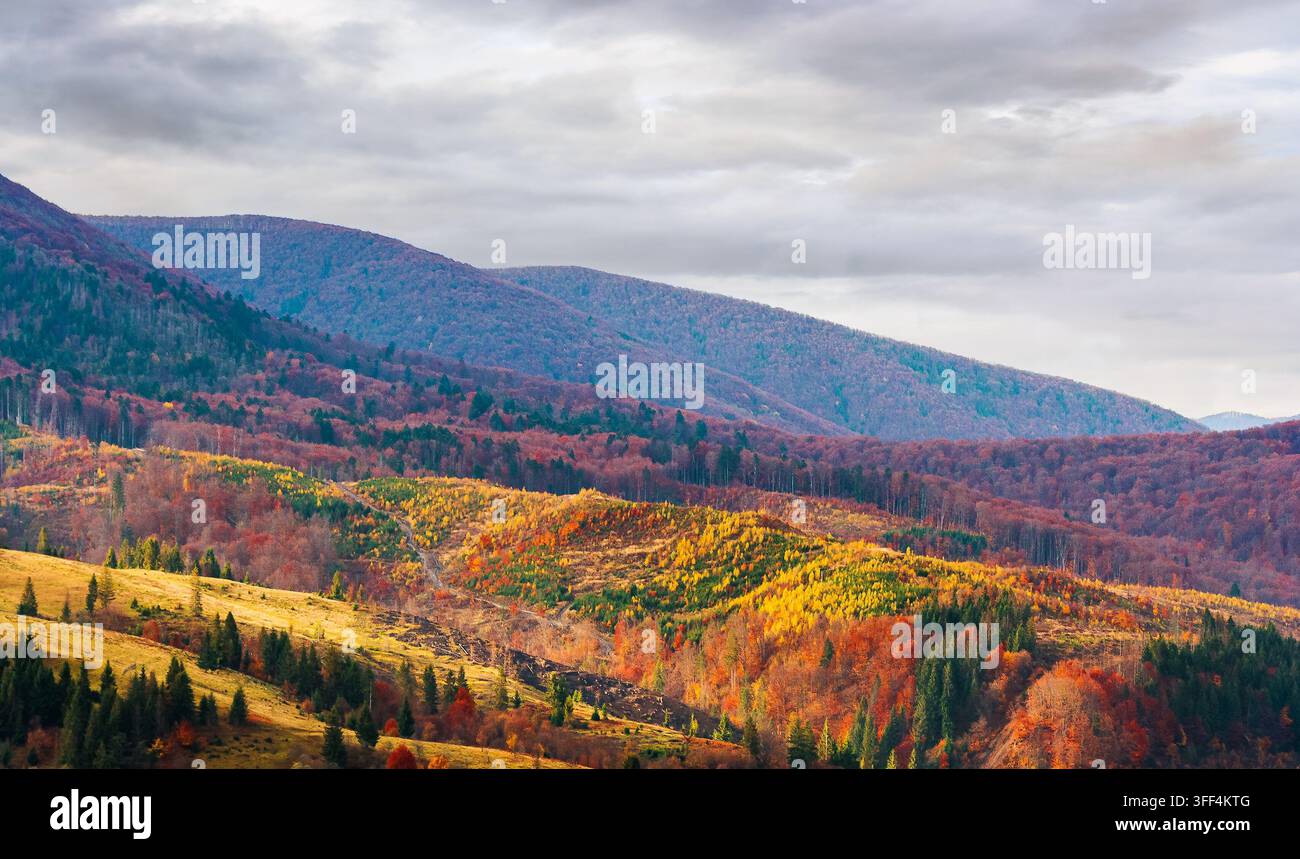 mountain landscape with forest in fall colors. sunny day in autumn. view of nature background of ukraine with valley in dappled light. transcarpathia Stock Photo